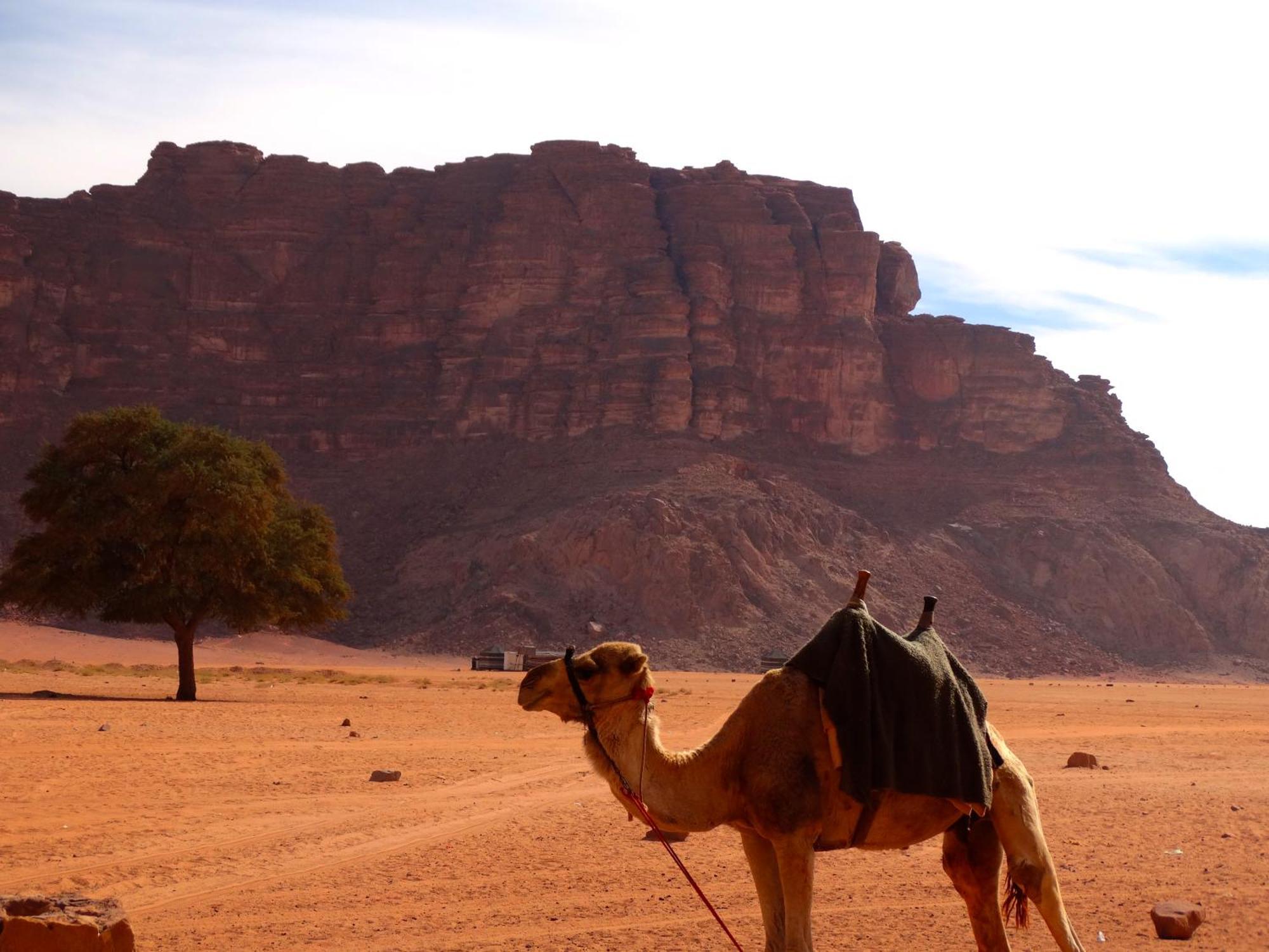 Wadi Rum View Camp Kültér fotó
